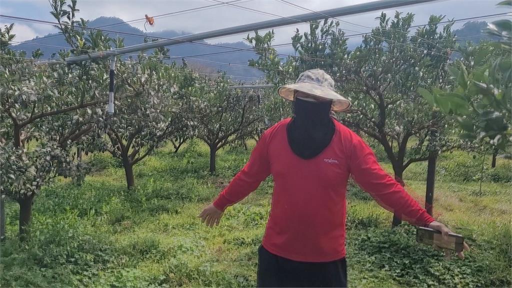 千斤茂谷柑盜剪過界判無罪 市價達8萬! 果農好無奈
