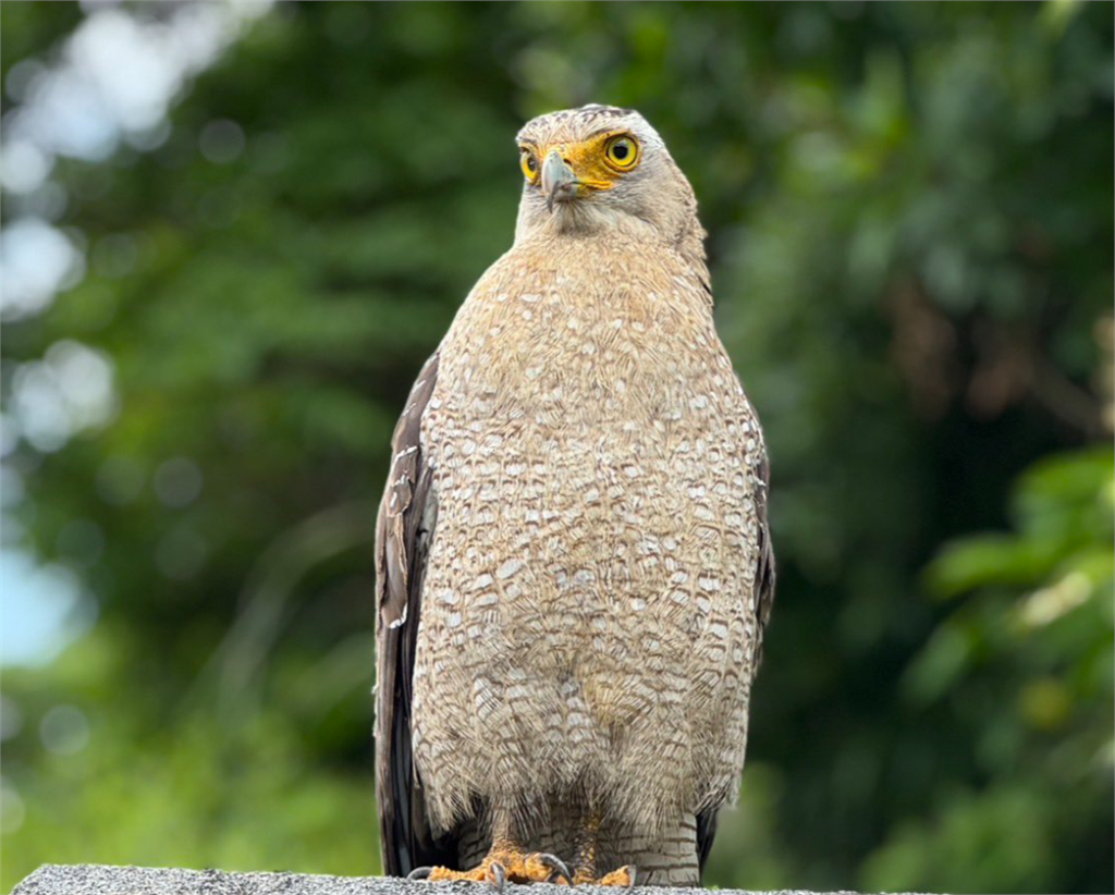 石垣島賞鳥卻被鳥「反賞」!日本網友遇到猛禽回瞪 網:這鳥也太兇