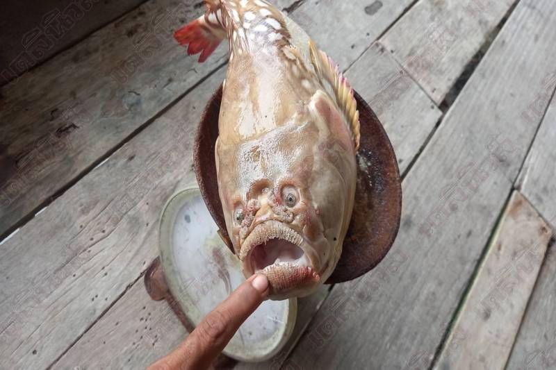 印度洋捕獲「皺眉大嘴人面魚」 男子嚇傻怕遭厄運急轉送