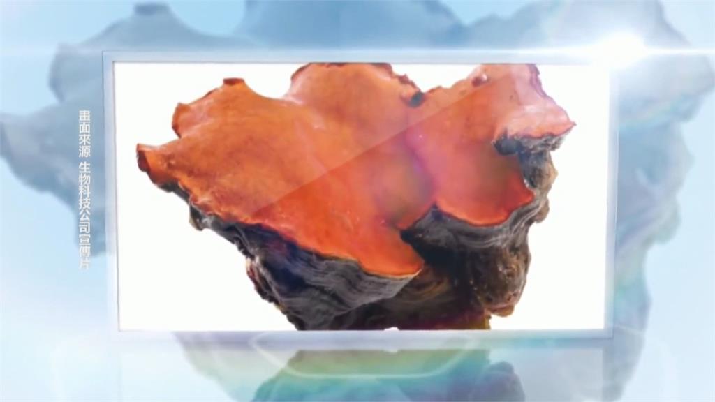 靠「抗癌牛樟芝」吸金30億 「牛樟芝大王」100萬交保
