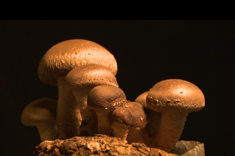 異言堂(影)/台灣香菇產量腰斬 中國菇洗產地入侵!