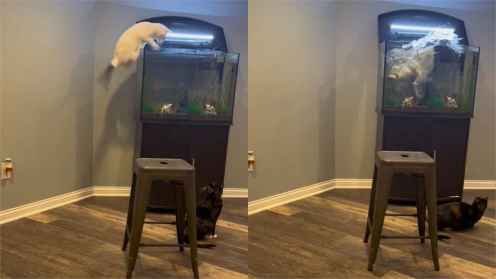 尷尬！自信貓撲向魚缸想「大撈一筆」　下秒「180度倒頭栽」笑翻網