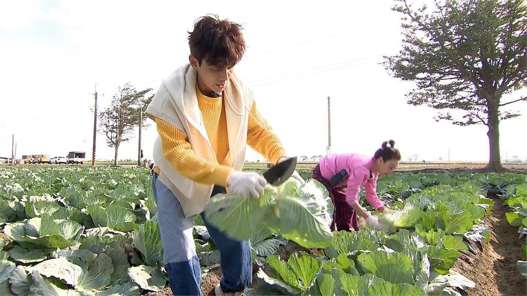 一日「天菜達人」來了！　楊繡惠被虧拚老命在割菜