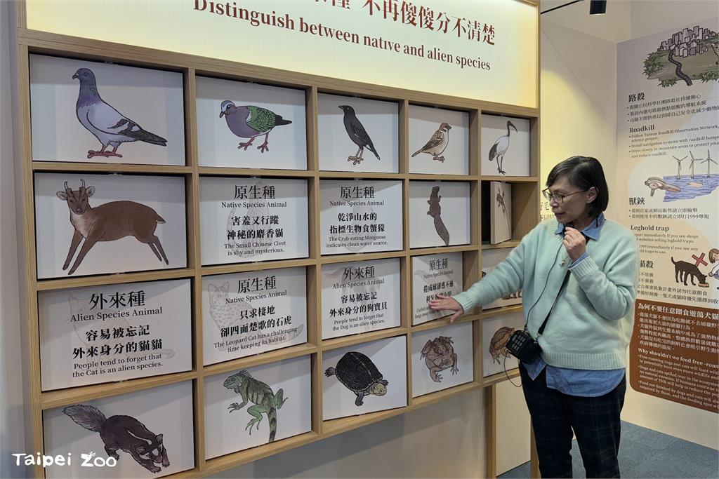 快新聞/穿山甲、石虎屢遭攻擊! 北市動物園:遊蕩犬貓威脅本土動物勿任意餵食、棄養