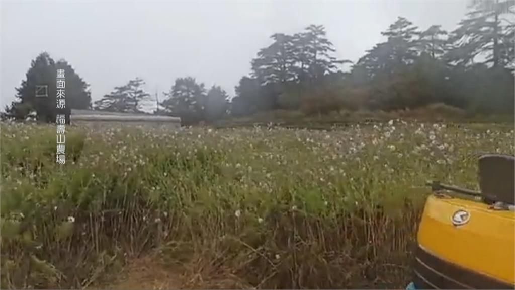 圓規颱風強風襲　福壽山農場波斯菊倒整片