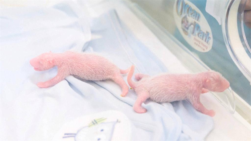 等同人類57歲！　19歲貓熊「盈盈」創「高齡產婦」紀錄