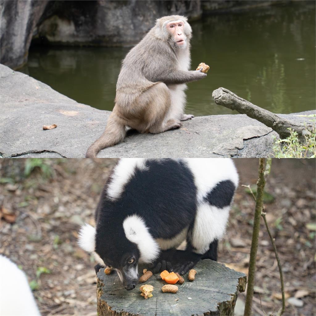 動物園年夜飯加香菜!黑猩猩一吃變臉「直接扔地上」:不想養了就直說