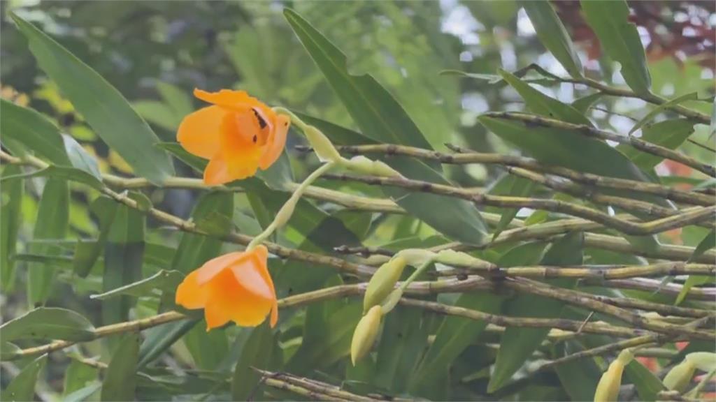 奮起湖珍稀蘭花險遭竊取　可疑男女自備梯子辯修剪雜枝