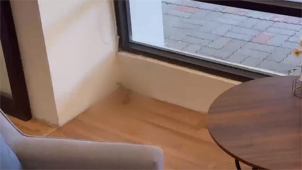 嚇！台中龍井圖書館有眼鏡蛇 女遭蛇吻緊急送醫