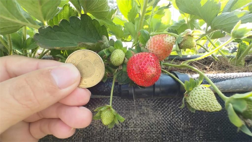 草莓生病了! 病毒肆虐+氣候變遷 產季延後「草莓減產5成」