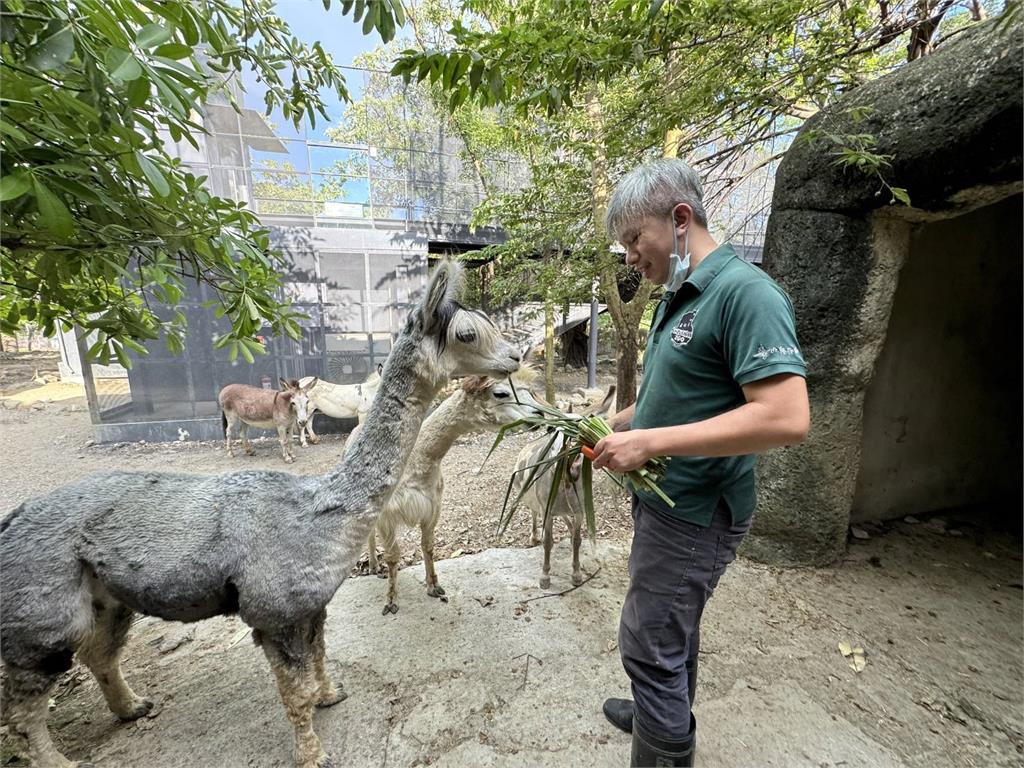 快新聞／15位超級奶爸父親節快樂！　壽山動物園保育員陪非洲象阿里40年如父女