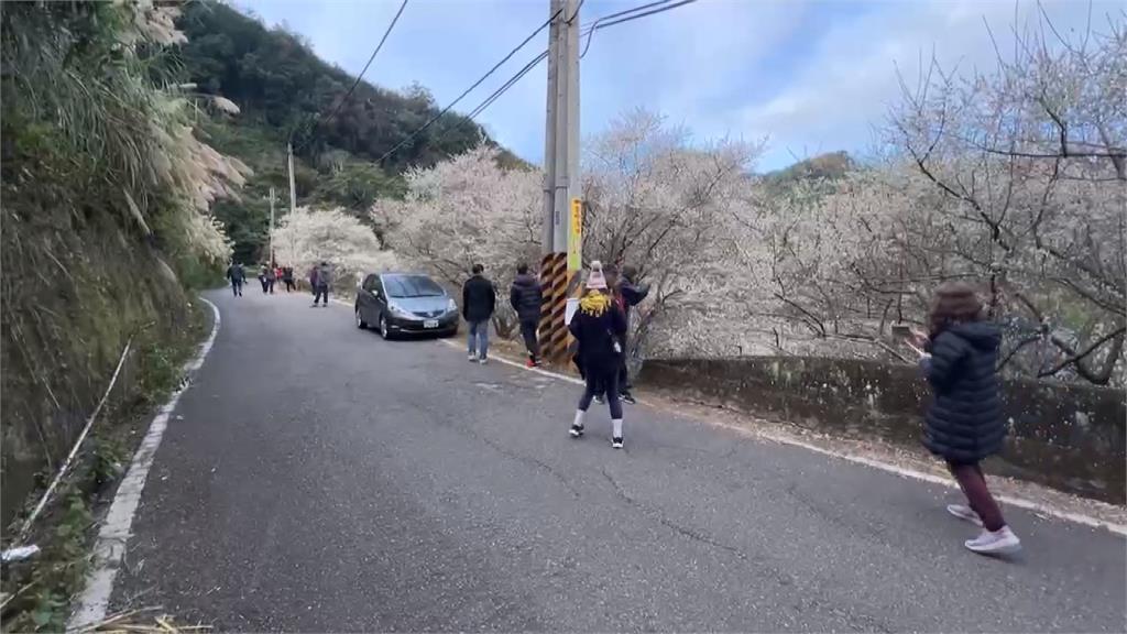 苗栗泰安梅花盛開　美景猶如白雪覆蓋枝頭