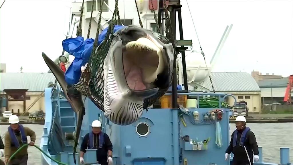 日本擬擴大商業捕鯨名單　大型「長鬚鯨」將被納入