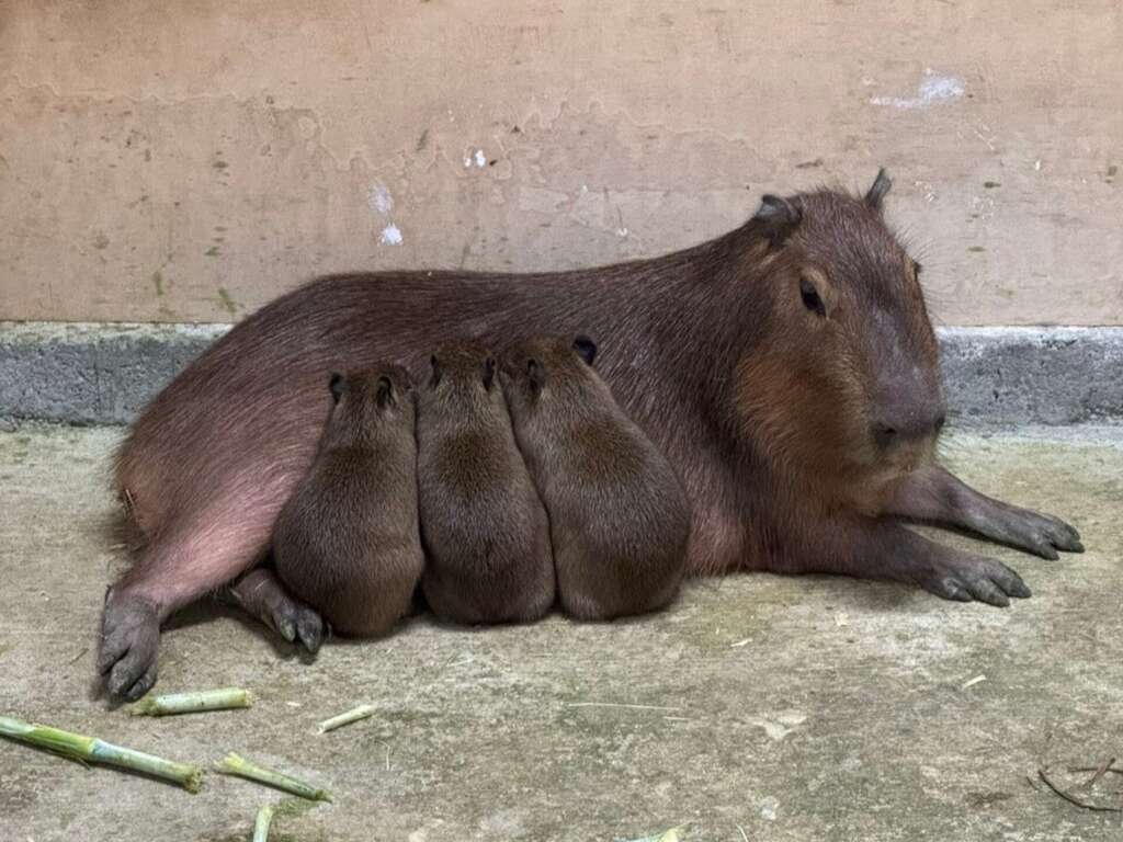 快新聞/壽山動物園迎喜訊!水豚三胞胎、蓬鬆可愛小驢寶寶出生 超萌畫面曝