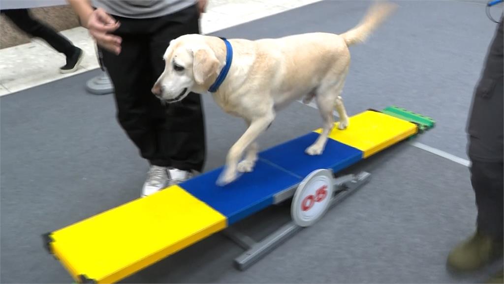 高雄「毛孩嗷運會」最終場 犬力衝刺障礙賽場面逗趣