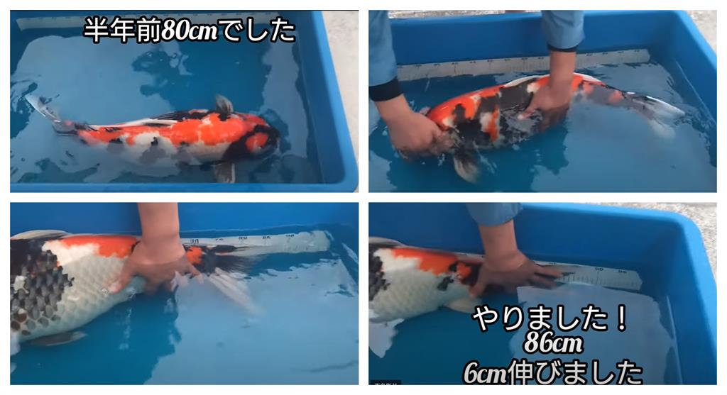 日本錦鯉「半年內80⮕86cm」穩定成長中！1.6萬網瘋看：這貨混到鯨魚？
