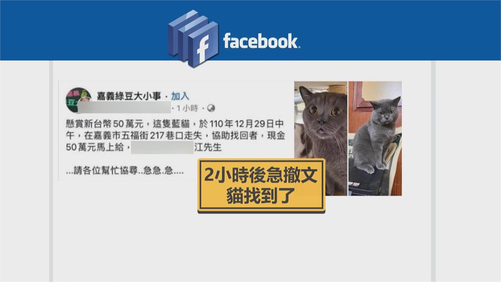 愛貓「弟弟」離家不知去向 飼主撒重金50萬協尋