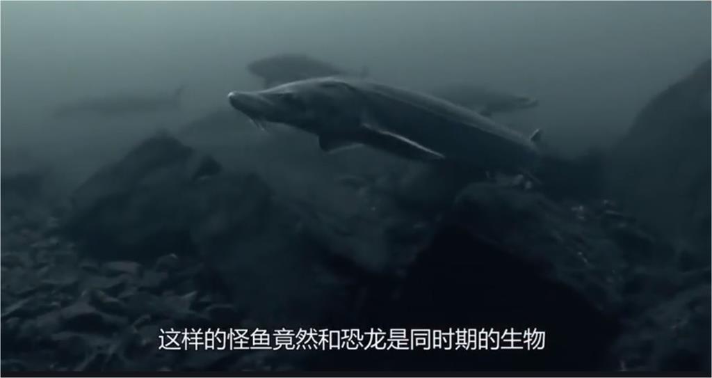 中國黑龍江驚見「1千公斤怪魚」！大到差點撐破漁網　駭人模樣曝光　