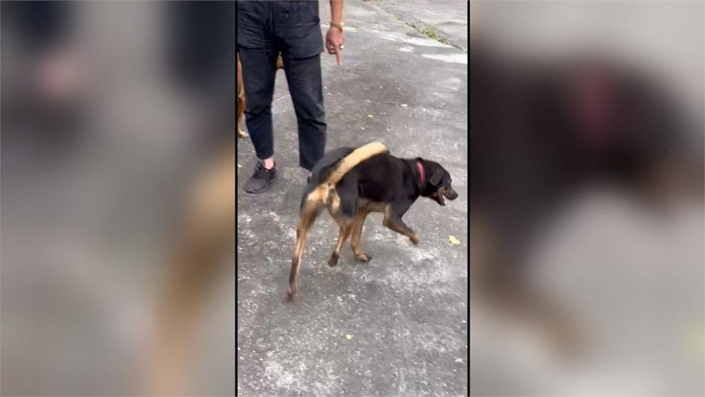 貓犬遭誤傷成跛腳! 亂放捕獸夾觸法 最重可關2年