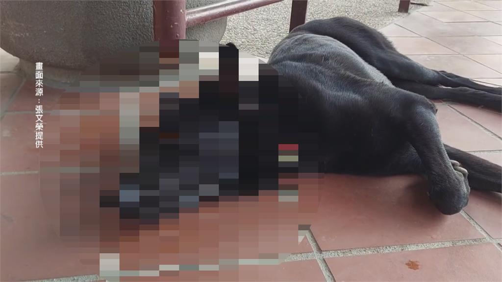 嘉縣表演藝術中心傳毒狗事件 民眾愛犬也受害1死1命危