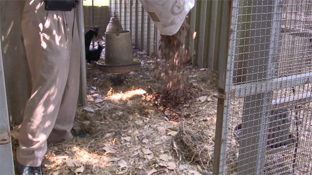 懶人養雞法!飼主親赴日本取經 「鋪乾草+益生菌」有效去味化