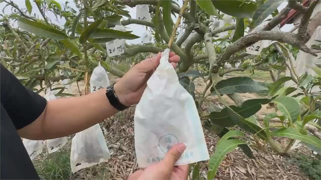 牛奶液肥澆灌! 枋山芒果賣到日本"1顆近800台幣"