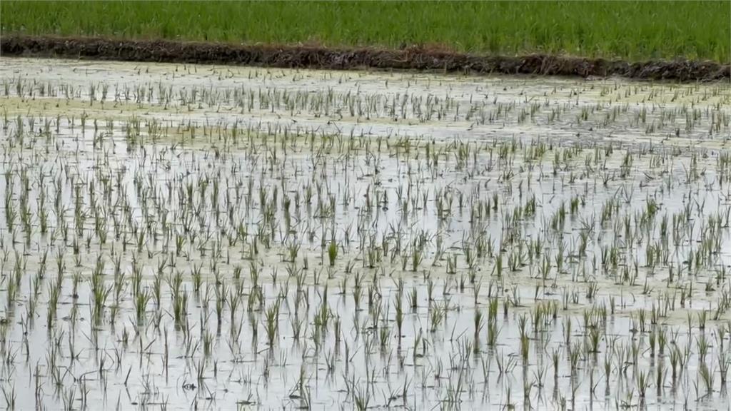 宜蘭礁溪「農排水閘門積油污」　環保局：餐飲業過濾不全