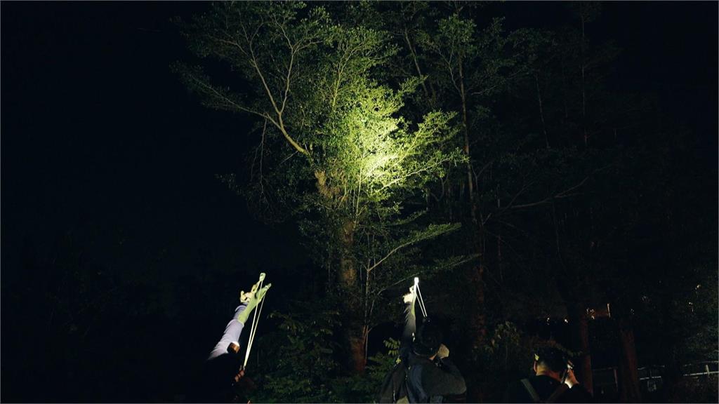 異言堂/綠鬣蜥數量失控 網紅J爸助移除直言:五味雜陳
