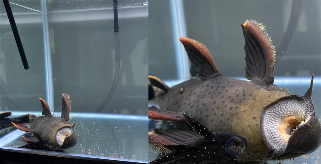 開啟耍廢模式?鯰魚「浮誇綜藝摔」張大嘴翻肚 飼主憋笑:熱昏頭了