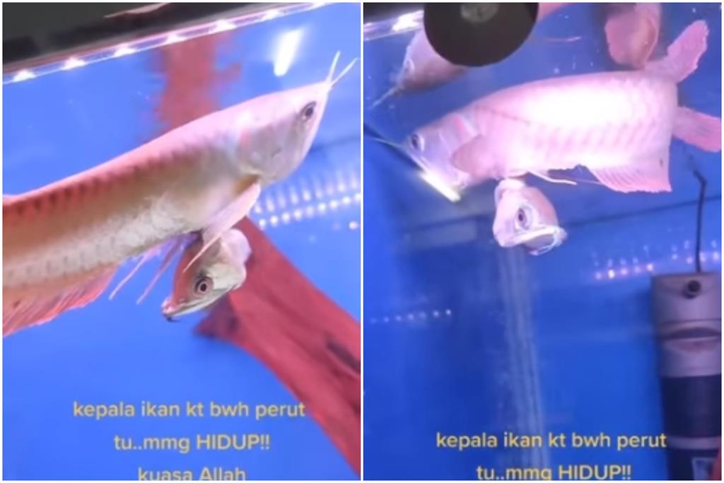 水族箱內驚見「詭異雙頭魚」!鰓下掛整顆魚頭 網嚇傻:眼睛還在動