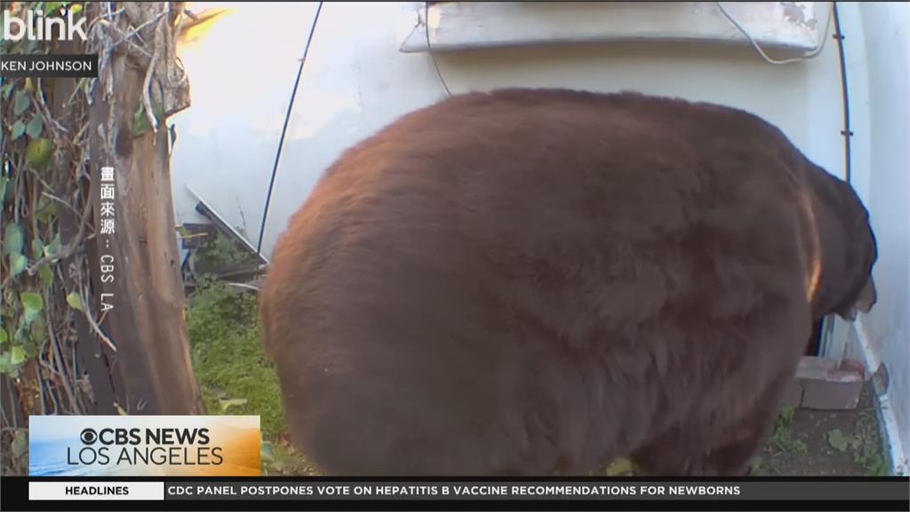 熊熊版「寄生上流」 美國250公斤黑熊窩居地下室