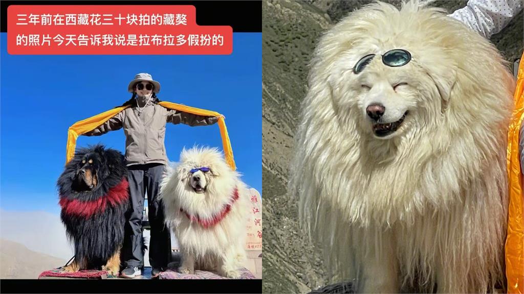 中國驚見「山寨版藏獒」提供付錢合照！眼尖小粉紅抓包：拉不拉多暑假工