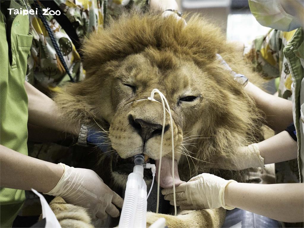 夢想當動物園獸醫?工作秘辛曝光 徒手深入大象屁股、黑猩猩互丟吹箭