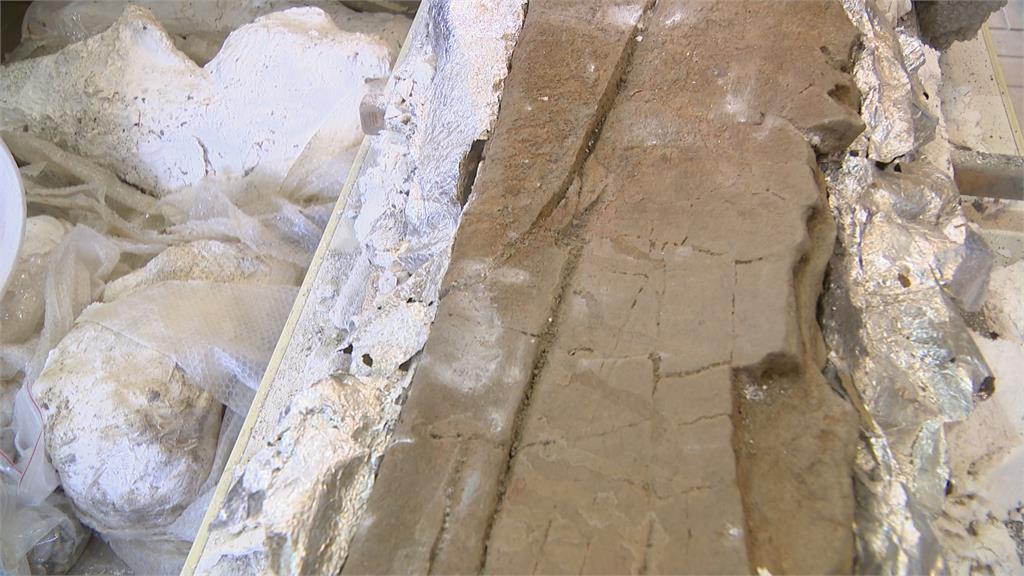「鯨」奇發現！距今８萬５千年化石　台史上最完整鯨魚化石挖掘全紀錄