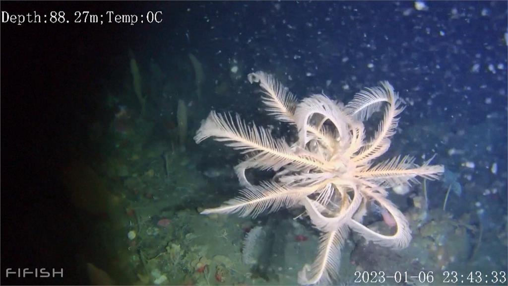 海中綻放的百合花！　　新品種海百合現蹤南極外海