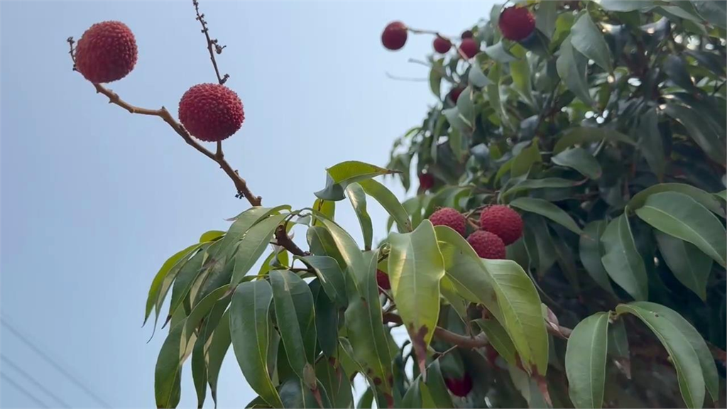 阿嬤每天狂吃「這水果」竟釀昏迷送醫！營養師揭「3情況」要避免