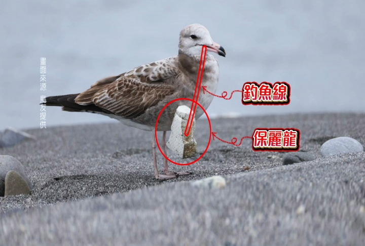 黑尾鷗「脖掛保麗龍」影響生存　鳥友不捨盼救援