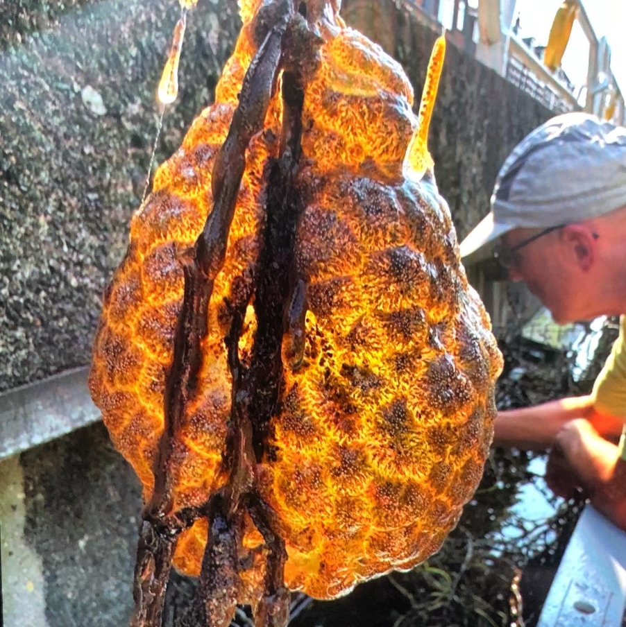 荷蘭驚現「現實版猛毒」黏黏會發光！「超噁畫面曝」居民驚：外星人入侵？