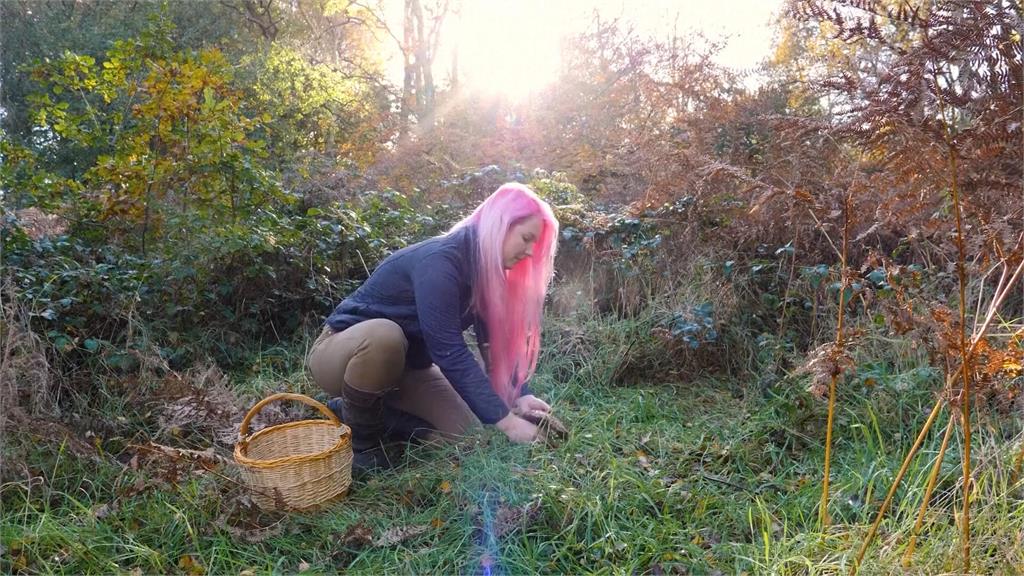 英國掀起森林採野菇　專家警告：誤食劇毒種恐死亡