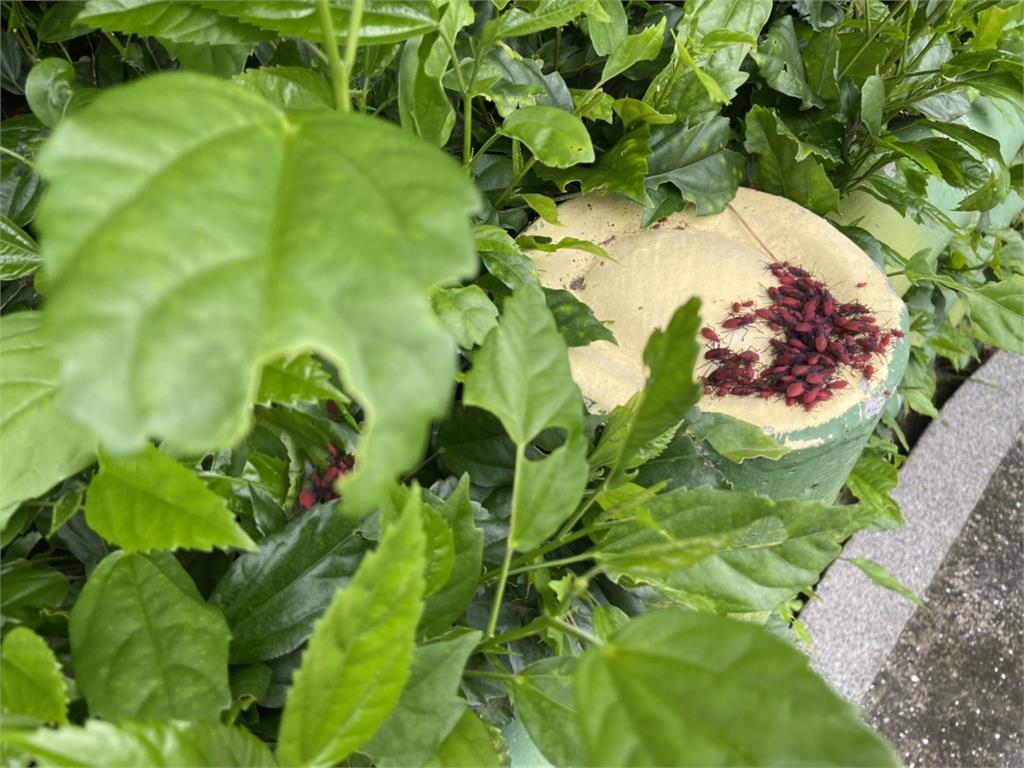 新北蘆洲「這路」樹木出現爆紅蟲大軍！「密密麻麻畫面曝光」農業局說話了