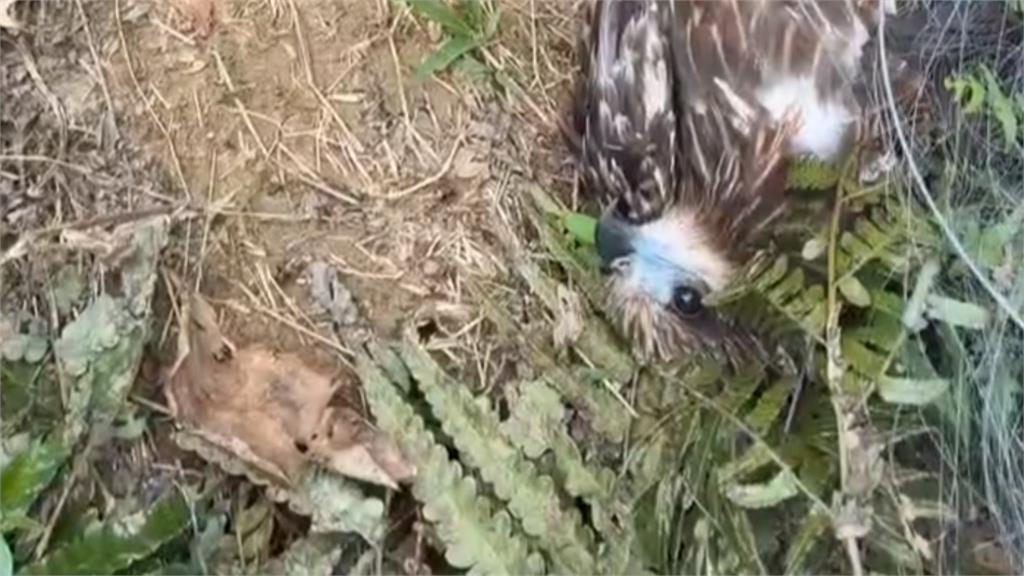誤入非法鳥網！黑鳶「眨眼」野放　振翅高飛重返山林