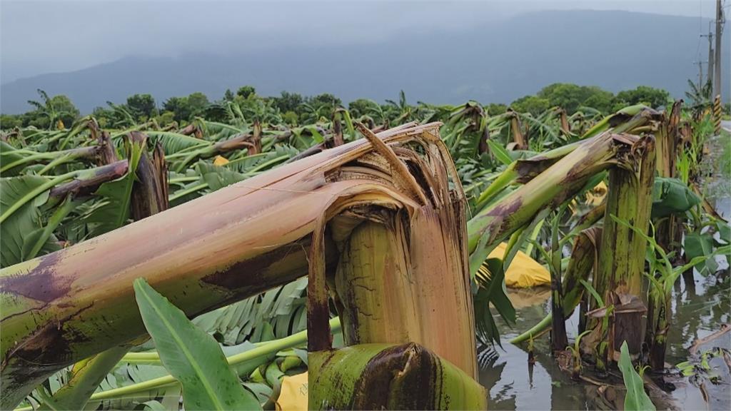 強風豪雨農損慘　壽豐香蕉.玉米田倒整片