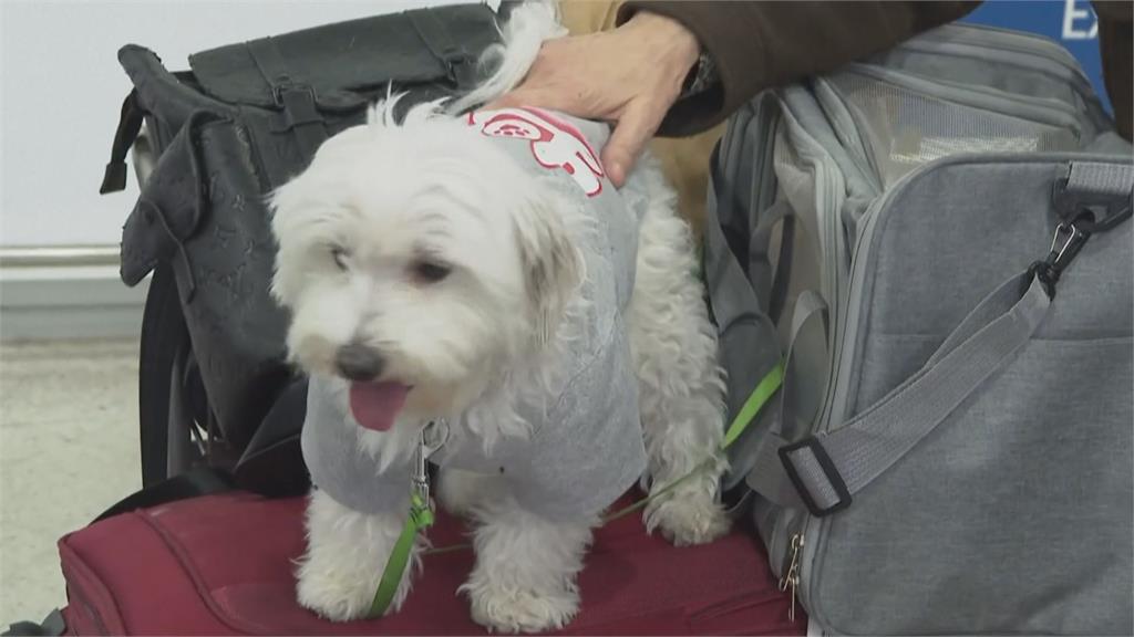 助毛小孩逃離中東！　希臘開暖心航班「提供寵物機位」