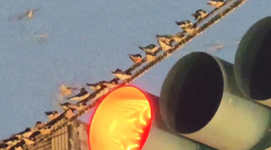 苑裡「萬燕齊發」發出嘈雜聲　醫院受干擾.路人躲黃金雨