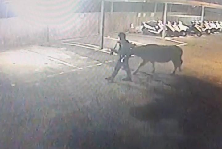 路上有小牛在閒晃！　員警變牧童牽牛找主人