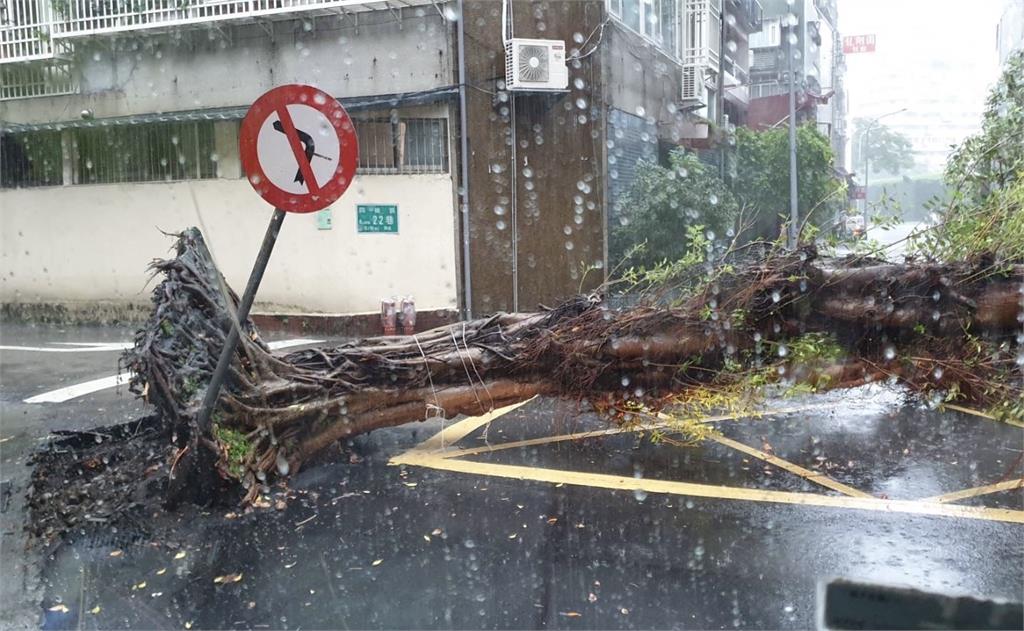 快新聞／狂風暴雨！新北土城、大安路樹傾倒　永和國光路淹水警方急封路