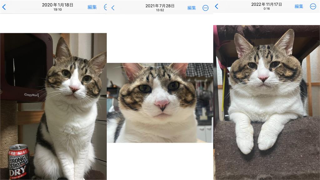 日本虎斑貓「猛吸廣志鞋」走火入魔！埋進「吸茫臉」笑翻千萬鏟屎官朝聖