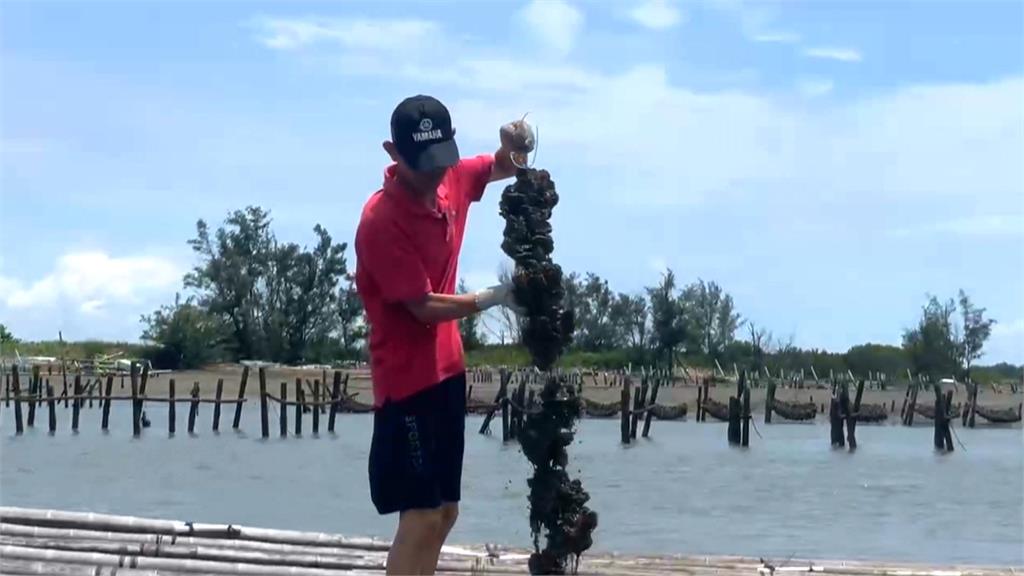 嘉義沿海出現「蚵仔大盜」割下整串蚵仔 蚵農痛心