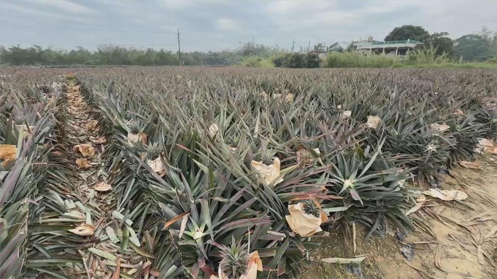 水果貴森森!鳳梨相對便宜 產地搶到缺貨