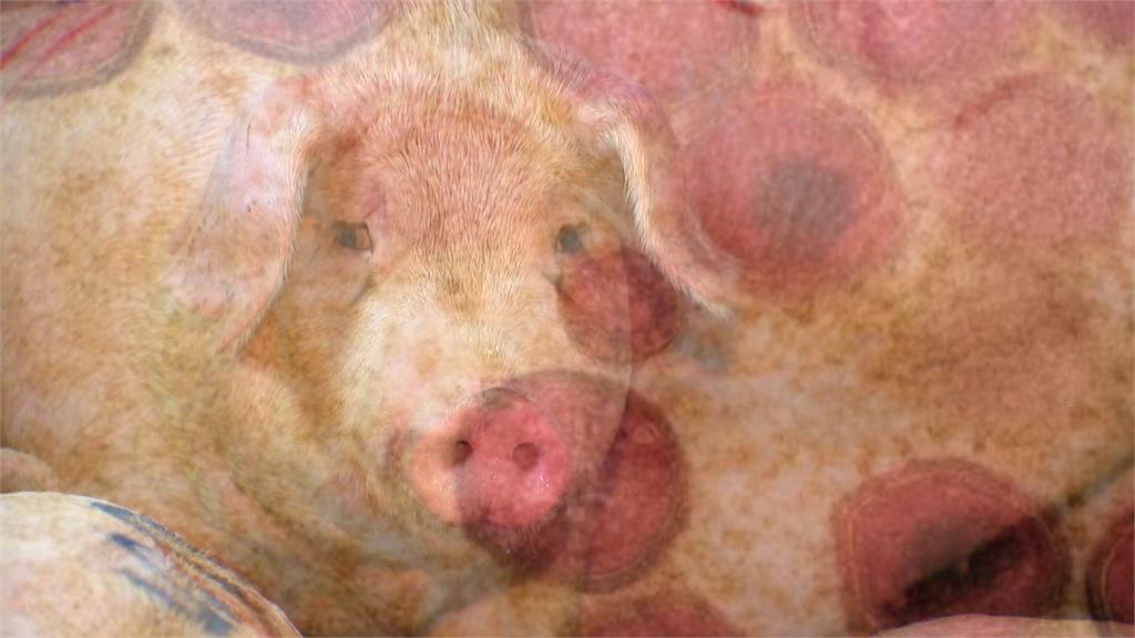 異言堂/西班牙也爆非洲豬瘟!台灣成功守下疫情 專家:全球唯一